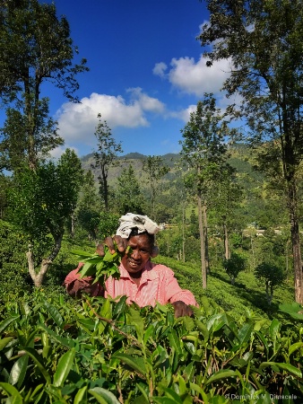 ~ ~ THE TEA PICKERS OF SRI LANKA ~ ~ 