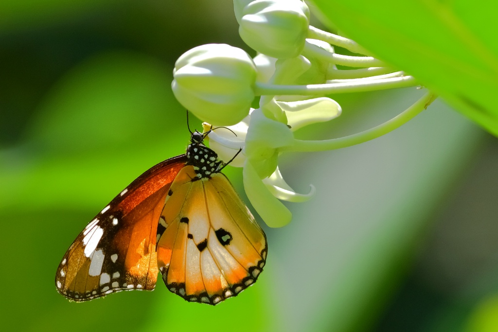 Common Tiger butterfly