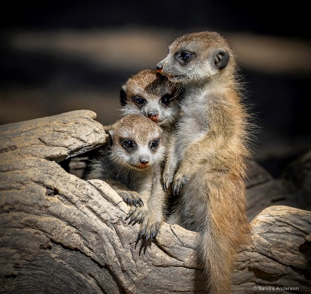 Meerkat Manor