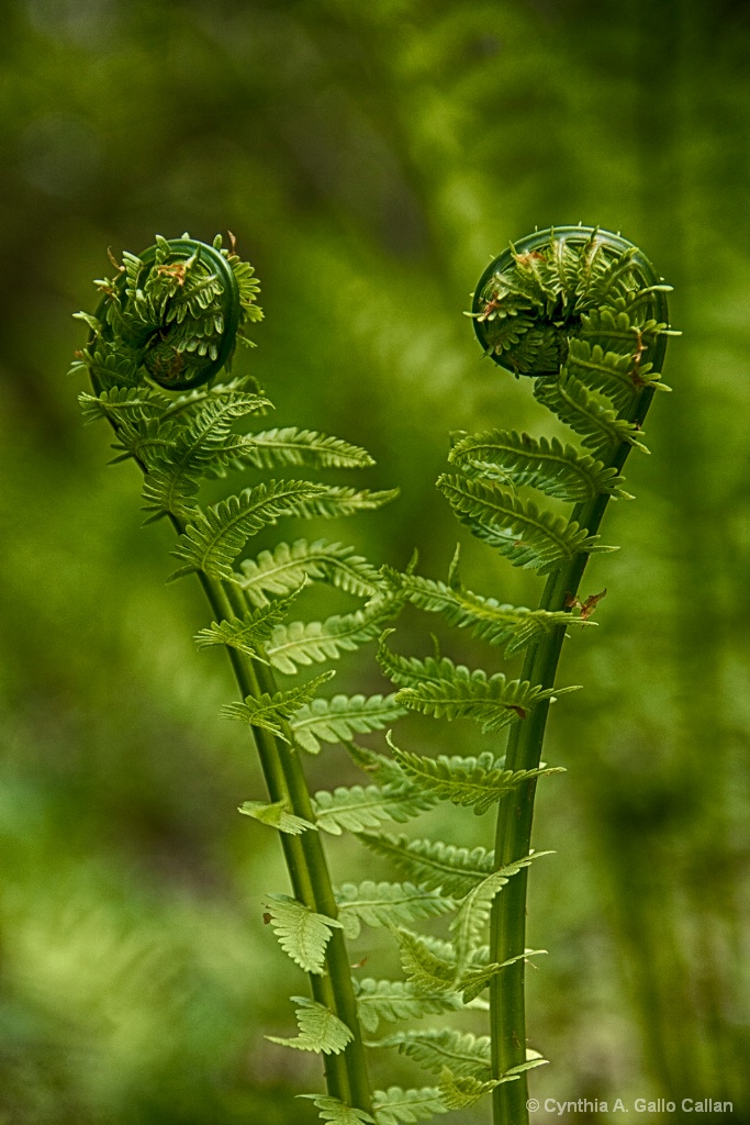 Courting