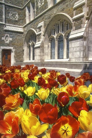 St. Mary's flowers