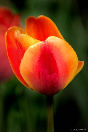 Tulip Color 4-22-17 038