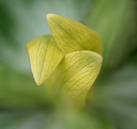 Yellow Trillium    