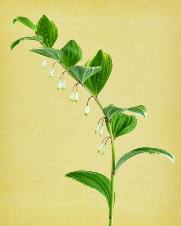 Solomon's Seal