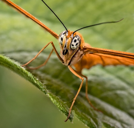 Butterfly Eyes  