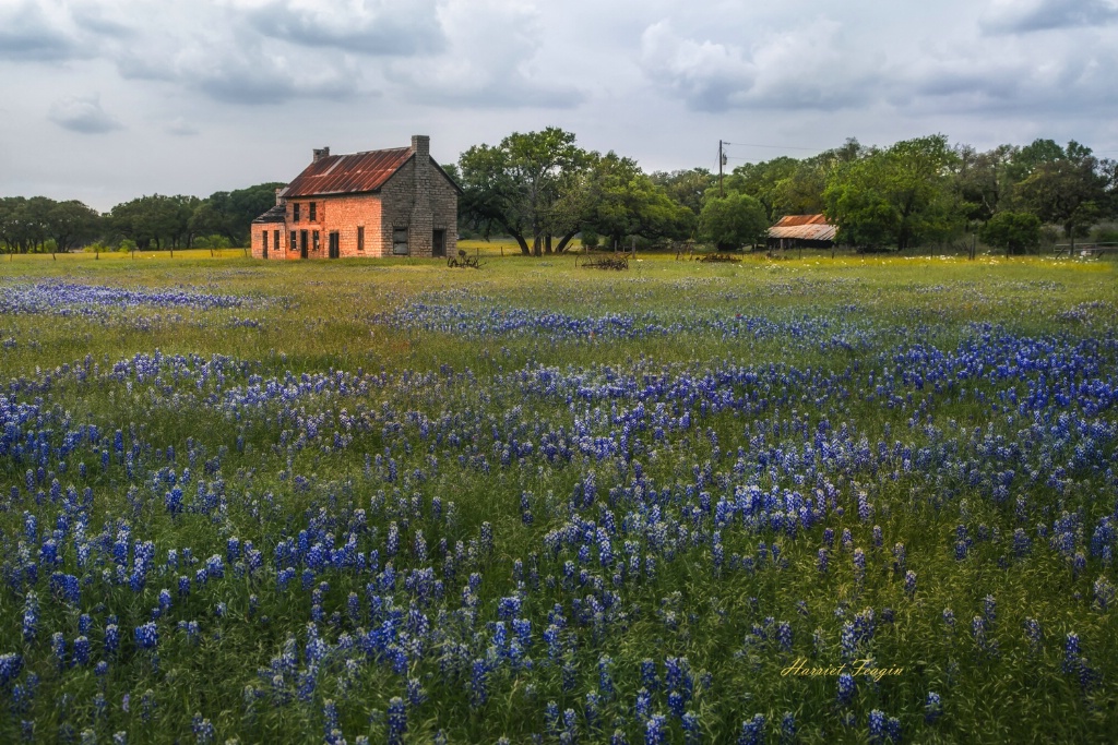 Stormy Light and Bluebonnet Fields