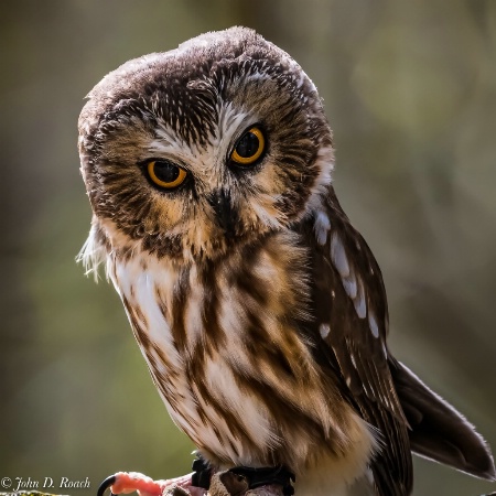 Dory - Northern Saw-whet Owl