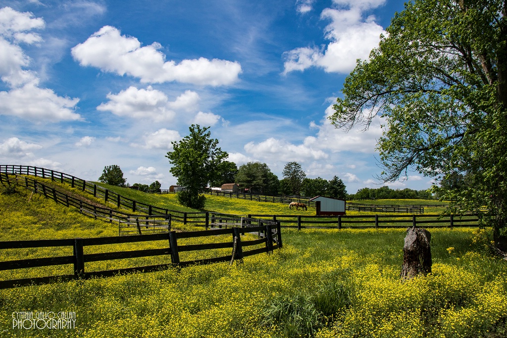 Horse Ranch and Buttercups