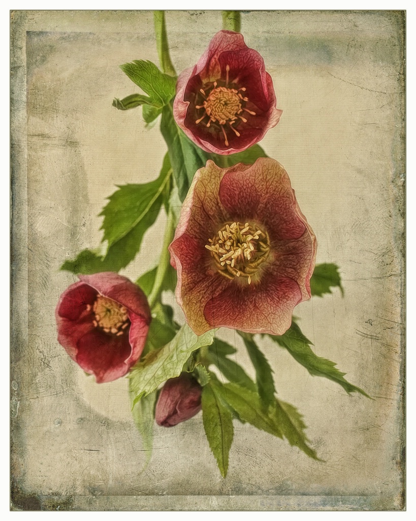 burgundy hellebores