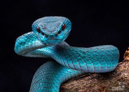 Blue Pit Viper