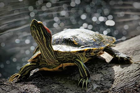 Turtle Bokeh