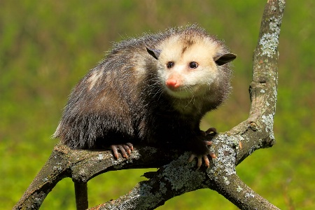 Possum