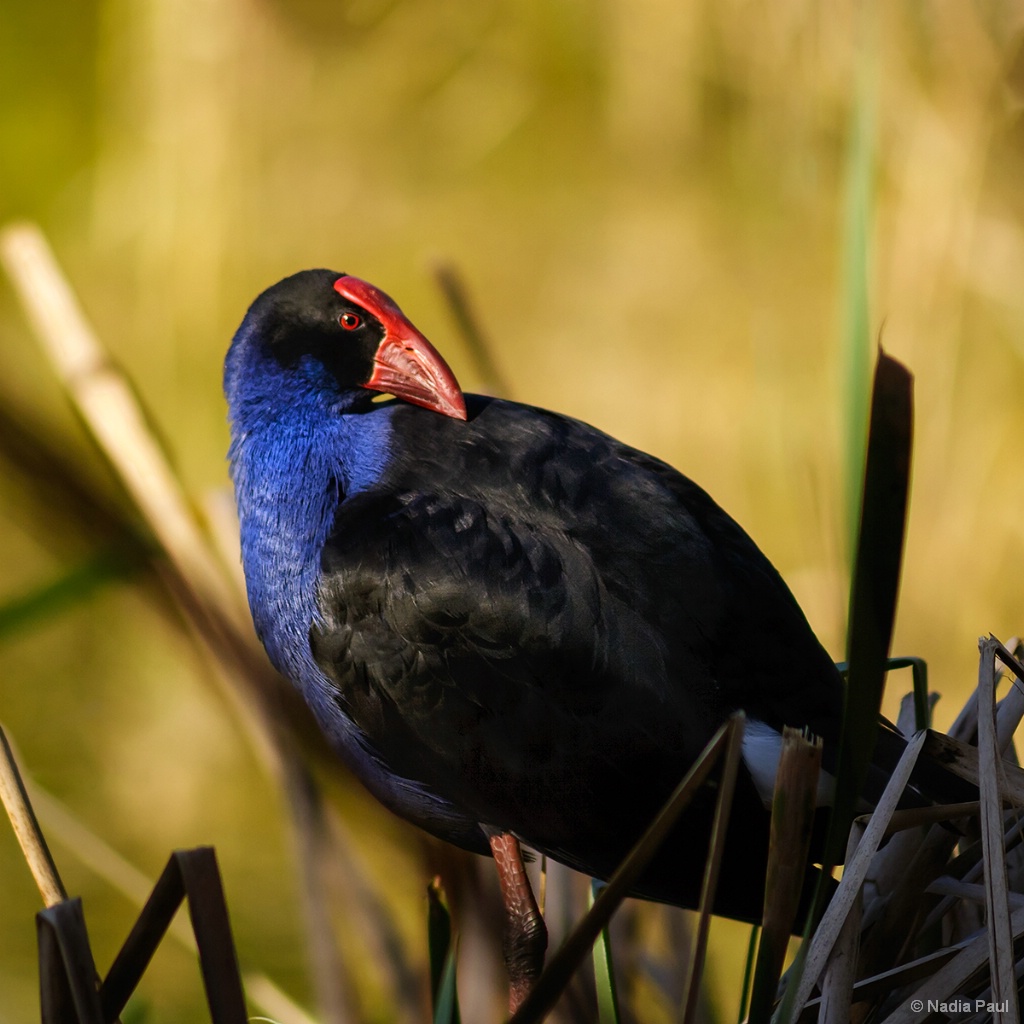 Purple Swamphen