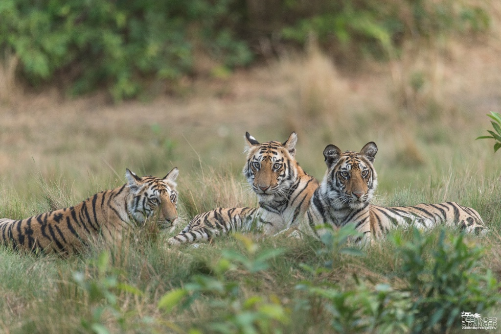 Siblings ( 3 cubs of Spotty)