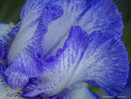 Iris Details