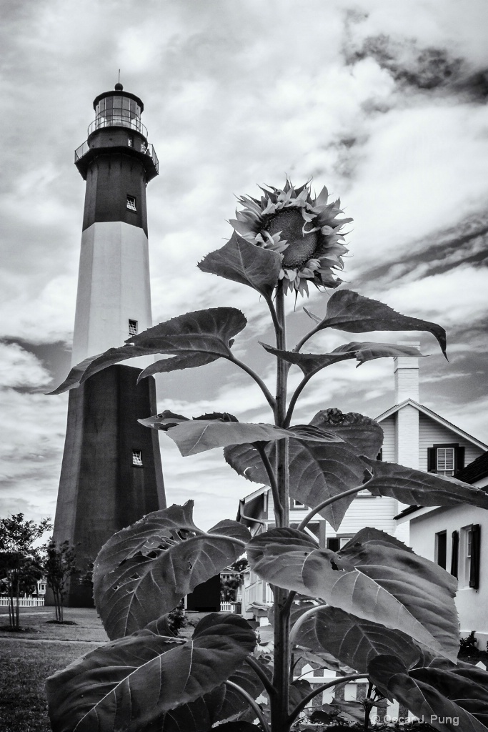 Flower Garden at the Lighthouse Station