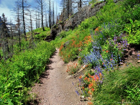 Flowers - St. Mary Falls Trail