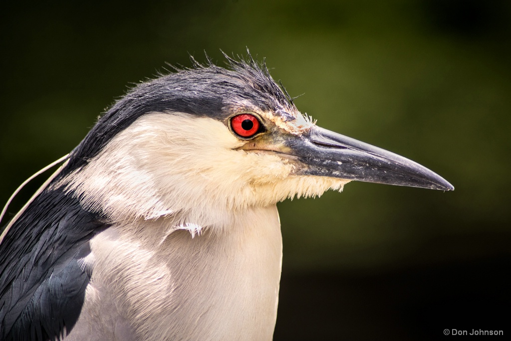 FDK Black Crowned Night Heron 6-8-17 338