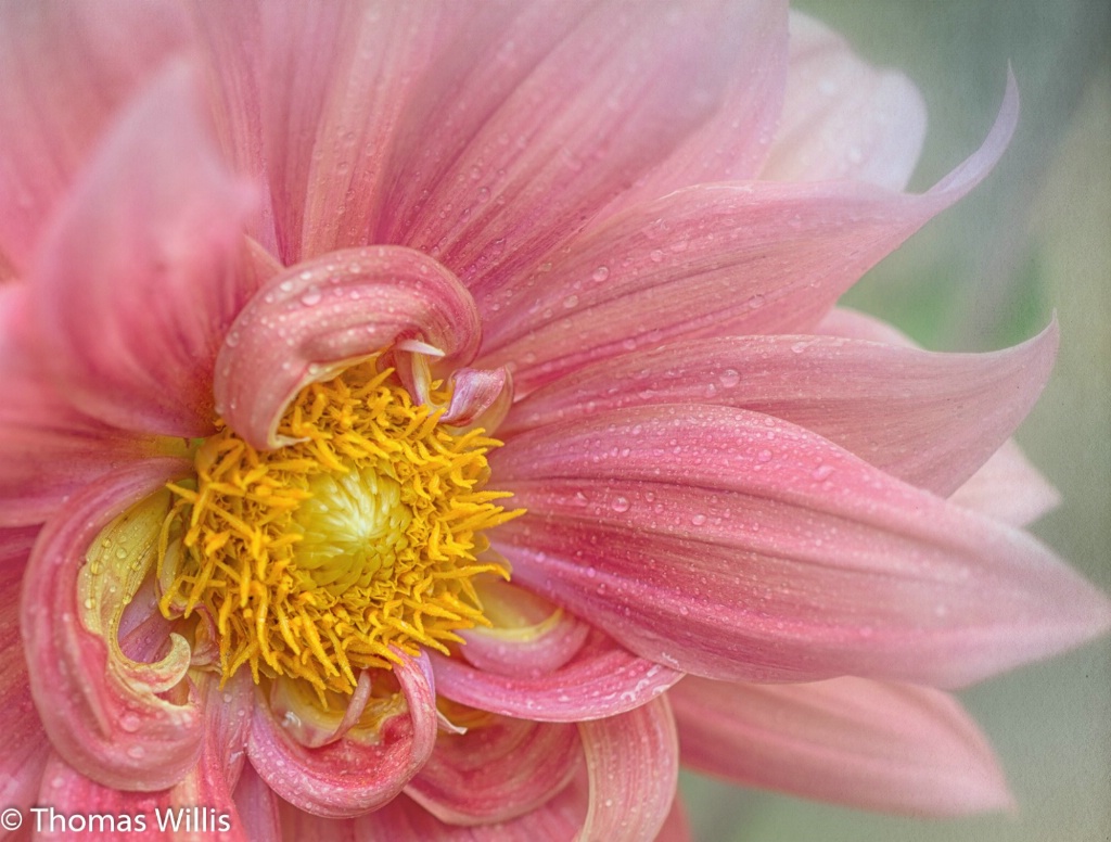 Morning Dahlia