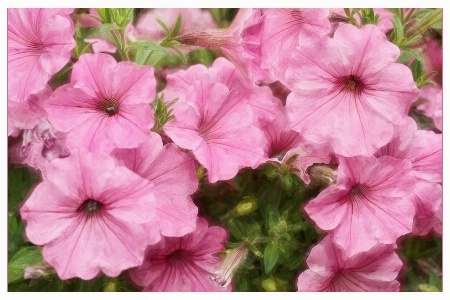 pink petunias