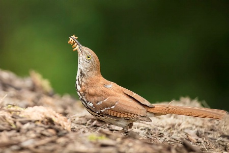 Taking Worms for the Babies