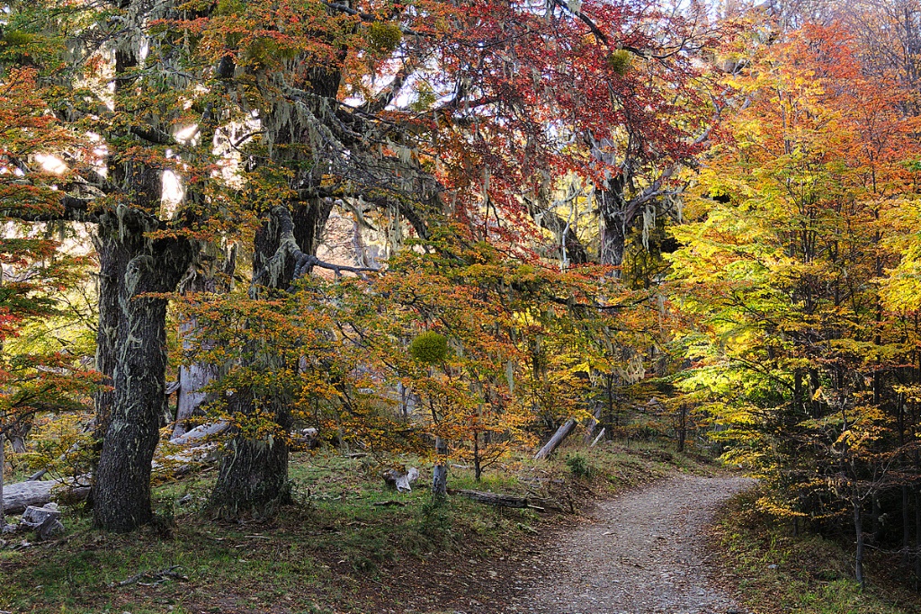 Path in the lenga forest