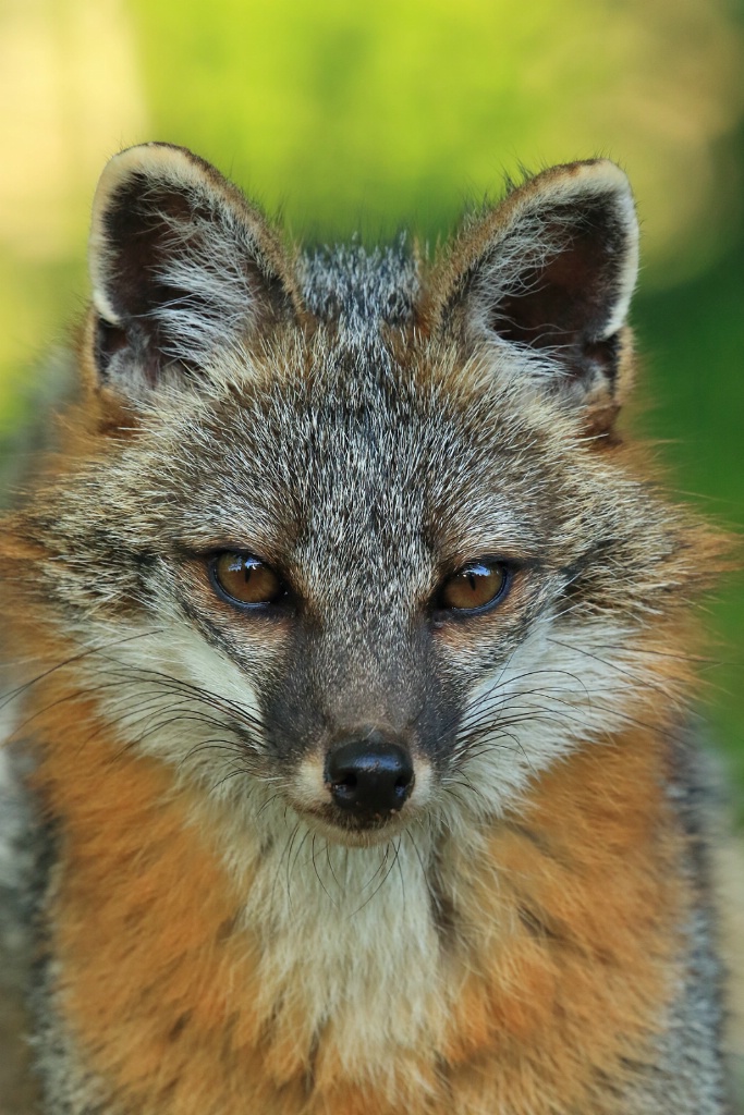 Gray Fox Portrait