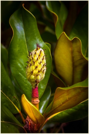 Unclothed  Still-Life