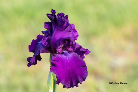 Iris 4201