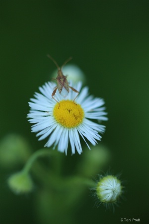 A Lazy Daisy Day