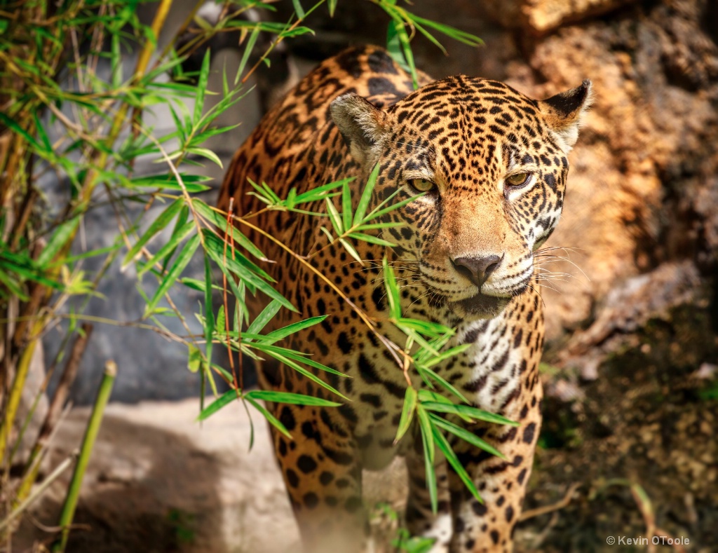 Jaguar