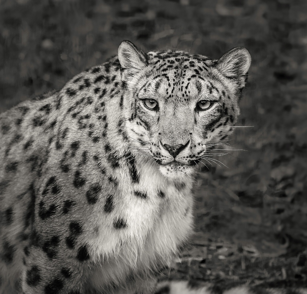 Snow Leopard