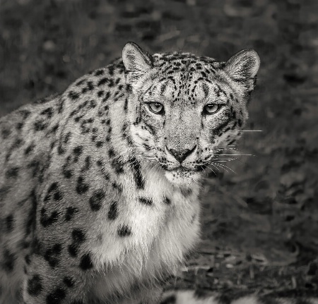 Snow Leopard