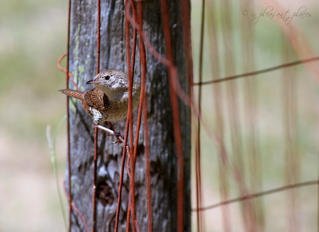 Lookout Post