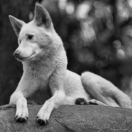 White Dingo