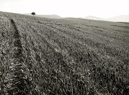 Tree in the fields.