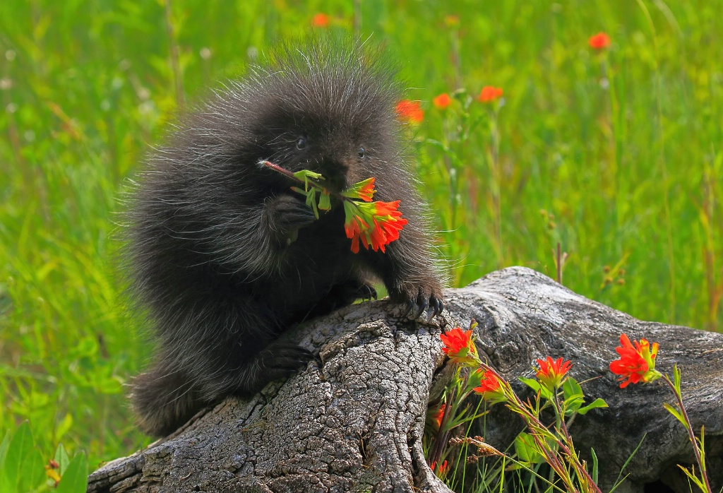 Baby Porcupine in Flowers