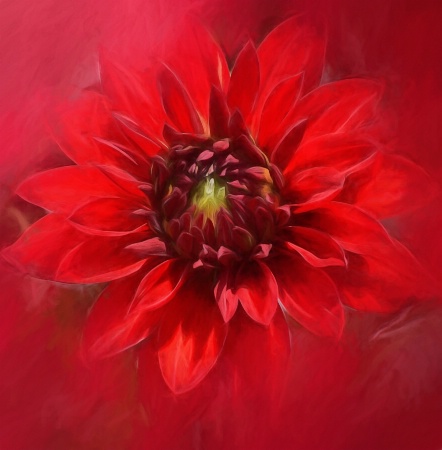 Red Dahlia