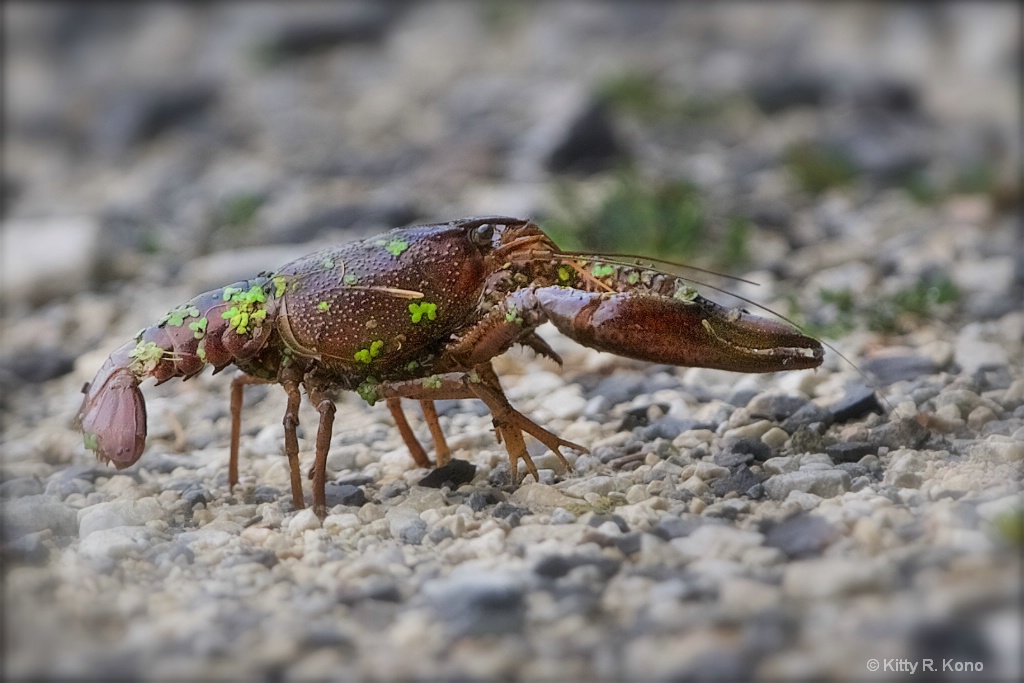 The Crayfish on a Walk