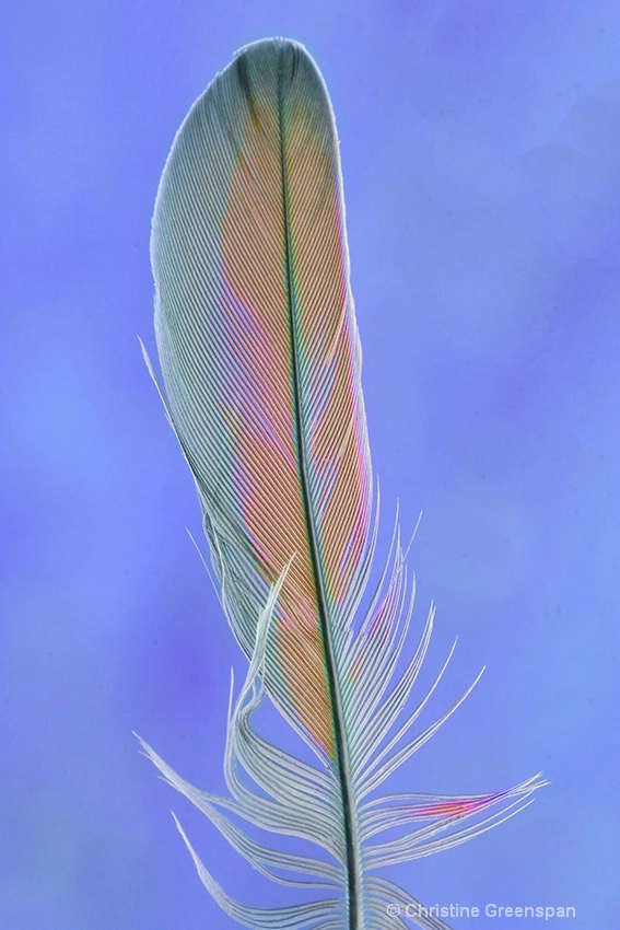 Feather and Sky