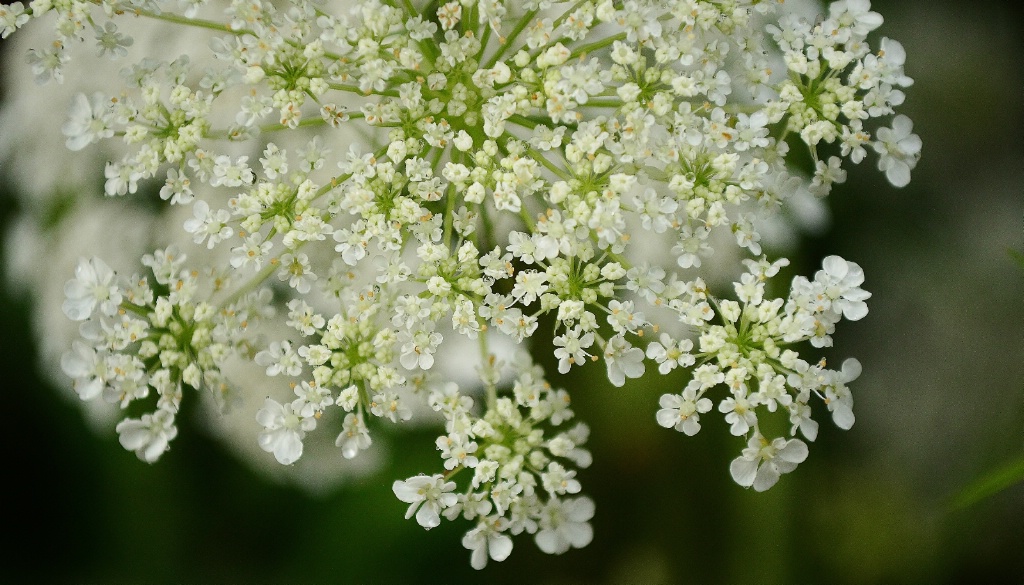 queen anne's lace 1