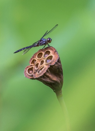 Slaty Skimmer