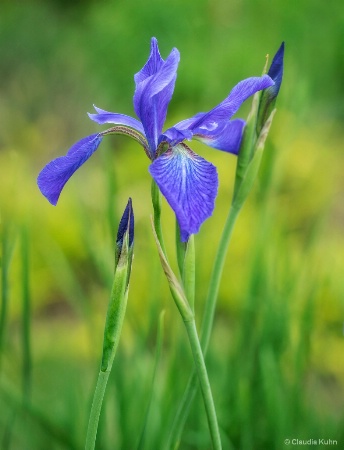 Iris 