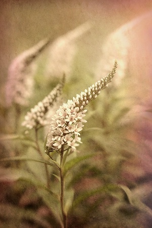 Gooseneck Loosestrife