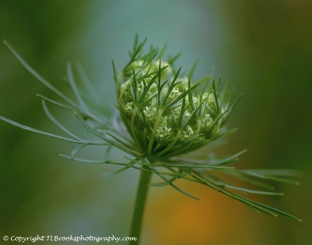 Queen Anns Lace 