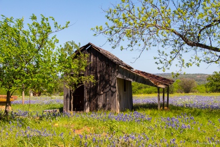 The Old Woodshed