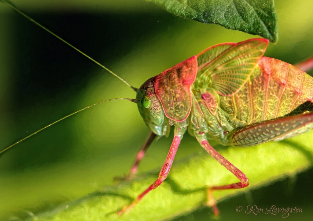 Katydid