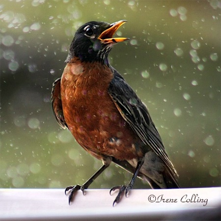 Singing in the Rain