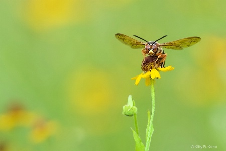 The Cicada Killer in Valley Forge Today 