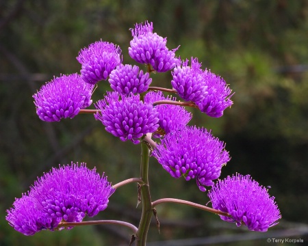 Berkeley Botanical Garden